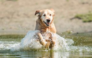 page image de eerste verdieping supercoach happydog