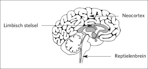 Het brein nader beschouwd